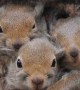Baby Squirrels Crowd In Hollow