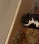 Tuxedo Cat Chills On Basement Steps