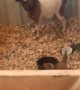 Putting a Baby Deer in the Goat Pen Doesn't Go As Planned