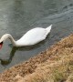 Swan Clears Path of Ice For Mate