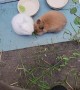 Bunnies Play Tug of War