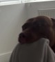 Dog Brings Blanket To Bed For Weekend Snuggles