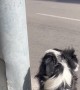 Border Collie Loves Big Motorbikes