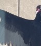 Turkey Vulture Waits Patiently for Its Hug