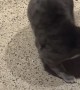 Cat Chases Tail In Hopes Of Oven Scraps
