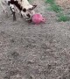 Calf Plays with their Favorite Ball