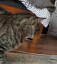 Cat Attempts to Shotgun a Soda Water