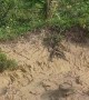 Snapped Branch Splashes Man Into Muddy Water