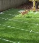 Backyard Puppy Bowl