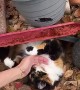 Cat Mechanic Works on Wagon