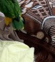 Parrots Make a Mess With Potting Soil
