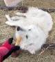 Livestock Guardian Dogs Get Rewarded for Their Hard Work