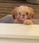 Shih Tzu Puppy Peeks Over Sofa