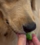 Tricking My Golden Retriever into Eating Broccoli