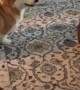 Corgi Pup Annoys His Mom Until She Plays With Him