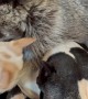 Snuggle Puddle Struggle Between Raccoon And Dogs