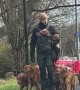 Man Casually Walks Pack Of Golden Retrievers
