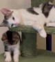 Cat Exhausted By Playful Kittens