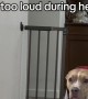 Dog Stomps Around Corner After Nap Is Disturbed