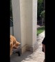 Golden Retriever Plays With Toddler