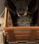 Old Dog Uses Custom Stair Lift