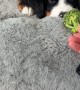 Bernese Mountain Dog Puppy Barks At Broccoli
