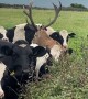 Stag Hides In Cow Herd