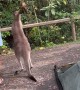 Kangaroo Tries To Steal Camper's Breakfast