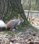 Squirrel With A White Tail In A Polish Urban Park