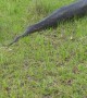 Massive African Rock Python Spotted in Ballito