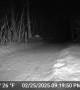 Wolf Plays With Trail Camera