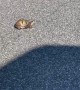 Woman Moves Turtle From Middle Of Road