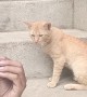 Cat Converses With Meowing Man