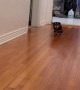 Little Dachshund Tries To Keep Up With Zoomies