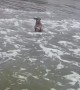 Terrier Stands In Surf On Beach