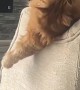 Orange Cat Goes Wild On Armchair