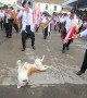 Parade Of Musicians Surround Sleeping Dog