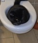 Black Cat Urinates In Toilet
