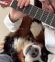Dog Won't Move For Guitar