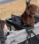 Dog And Kid Enjoy Ride In Stroller Wagon