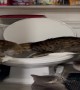 One Cat Plays In Toilet While Three Supervise