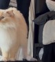 Vocal Cat Vibrates With Mom