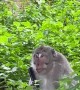 Monkey Trades Phone for Food
