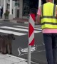 Baboons Wait Patiently For Crossing Guard's Signal