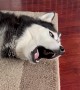 Bored Husky Has A Lot To Say