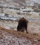 Bison Rolls In Dirt On Snowy Day