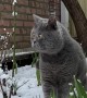 Cat Marvels At Snowfall
