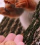 Hand Feeding Friendly Squirrels