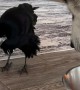Rook Takes Food From Malamute