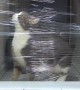 Cats Take On Invisible Forcefield